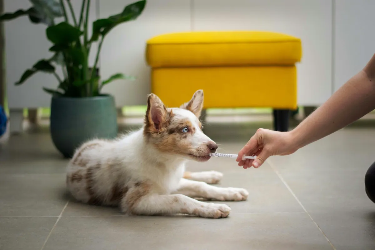 Teaching Tomorrow's Vets About Integrative Care